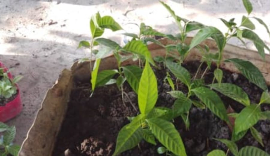 Young plants in a container