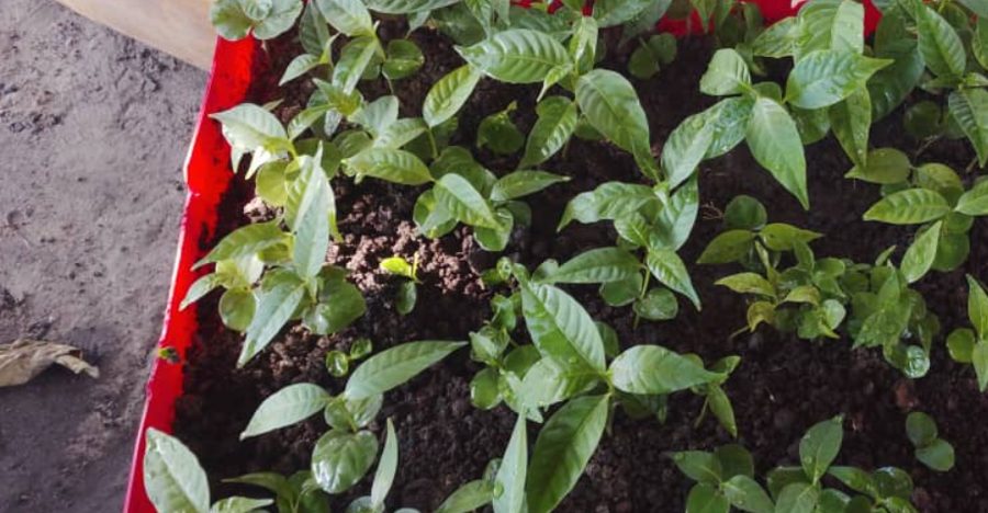 Seedlings in a tray