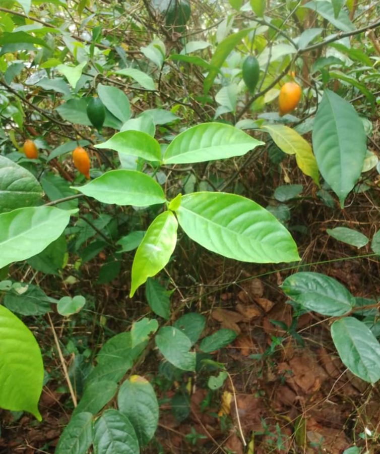Shrub with fruit